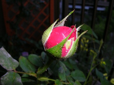 ウィリアム・シェイクスピア２０００