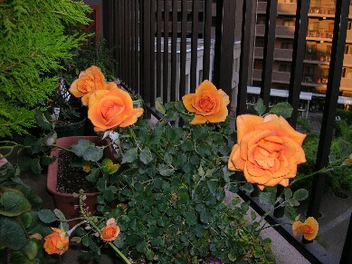 サンレモ鉢植え