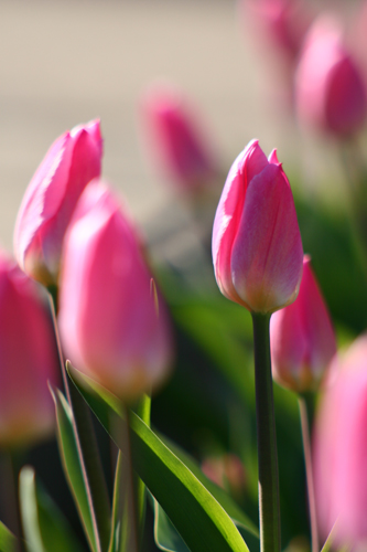 チューリップ4