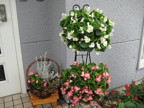 ベコニアハンギング