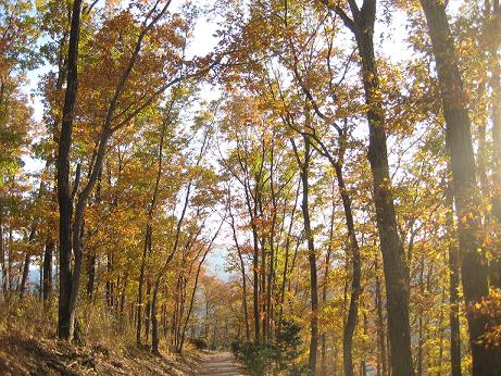 桜山公園の紅葉