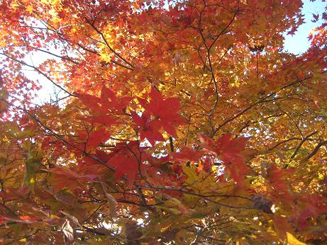 桜山公園の紅葉