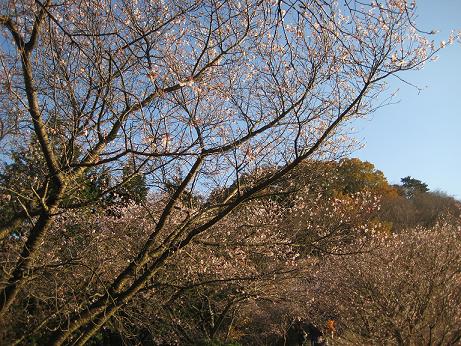 桜山公園