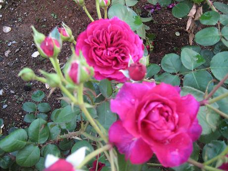 トラディスカント