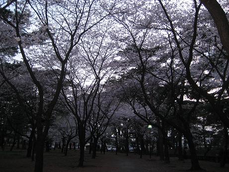 敷島公園～桜