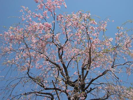 フラワーパーク