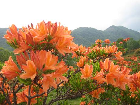 レンゲツツジ