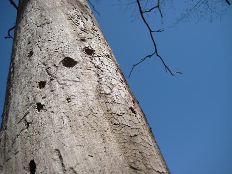 キツツキが掘った穴