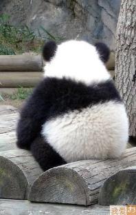 panda