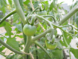 家庭菜園ミニトマト１