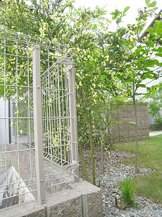 入居編 シロウト植栽の失敗 プチ後悔シリーズ けもやのおうち 旧館 住友不動産 J Urban 建築日記 入居日記 楽天ブログ