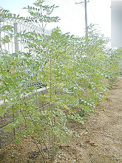 シマトネリコ・植樹