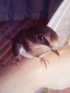 カメラ目線っす