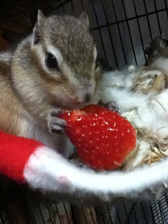 いちごおいしいまろんちゃん