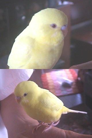 新しい家族　２