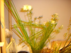 060228微妙なボケ玄関