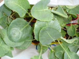 060826苗二本ずつ