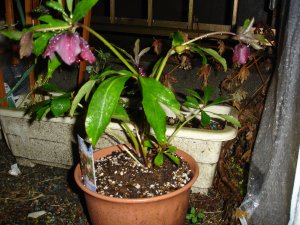 060220クリスマスローズ