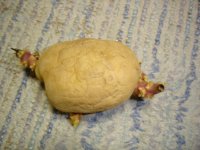 060826ジャガイモ