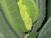 071224ブロッコリー