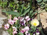 070414チューリップ2