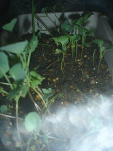 060828スティックセニョール