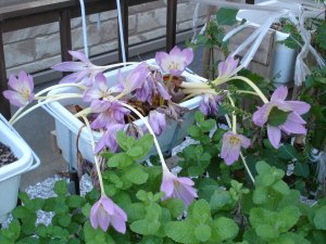 061014コルチカム