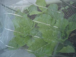 061014過保護白菜