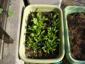 1105とりあえずほうれん草