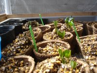 070414落花生＆オクラ