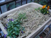 061125花プランター