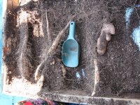 071104自然薯発掘