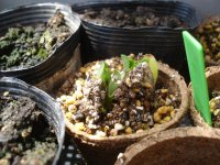 070414落花生発芽