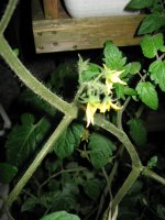 071113残りトマト