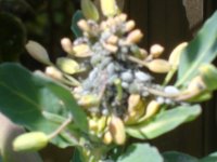 070414芽キャベツ