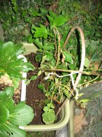 071113ジャガイモ２種