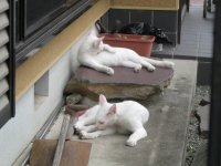 070924ちび＆ルナ