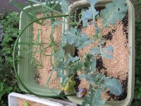 070924アブラナ科＆たまねぎ