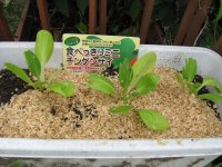 070924チンゲン菜