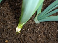 070225にんにく＆たまねぎ