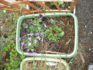 060318藁の下からチューリップ