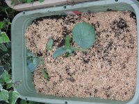 070924ロマネスク