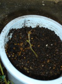 070225冬越しケヤキ？