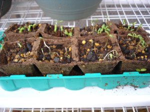 060225マリーゴールドおもてへ