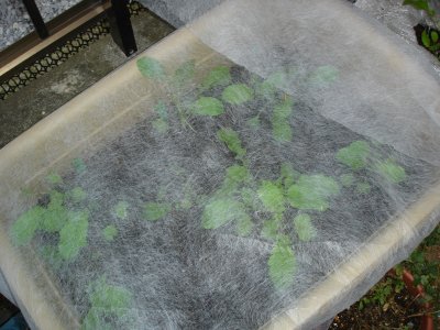 061021あとまき大根