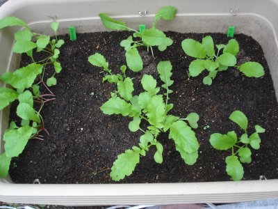 061022あとまき大根