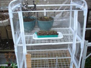 060225温室内マリーゴールド