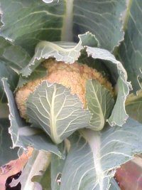 070121実家カリフラワー