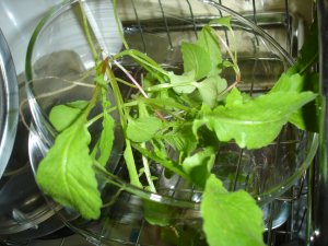 061022間引き大根