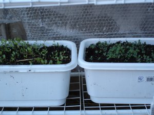 060211どっちがどっちだか